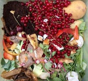 Fresh organic rubbish with red currants in a small plastic bucket for recycling Royalty Free Stock Photo Fresh organic rubbish with red currants in a small plastic bucket for recycling Royalty Free Stock Photo
