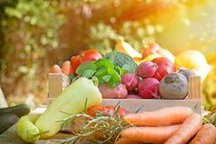 Fresh organic vegetables stock photography Fresh organic vegetables stock photography