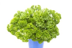 Fresh parsley Royalty Free Stock Photos Fresh parsley Royalty Free Stock Photos
