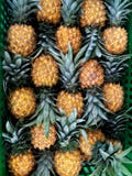 Fresh pineapple neatly arranged in the box royalty free stock image Fresh pineapple neatly arranged in the box royalty free stock image