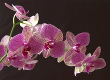 Fresh pink orchid with black background stock photos Fresh pink orchid with black background stock photos