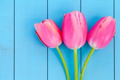 Fresh Pink Tulips royalty free stock image Fresh Pink Tulips royalty free stock image