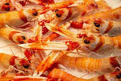 Fresh prawns freshly caught. Marine food stock photo Fresh prawns freshly caught. Marine food stock photo