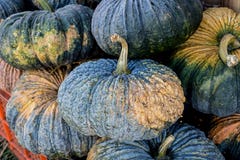 Fresh pumpkins in the market at thailand royalty free stock photography Fresh pumpkins in the market at thailand royalty free stock photography