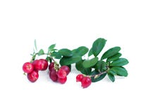 Fresh Red Cranberries Stock Images Fresh Red Cranberries Stock Images