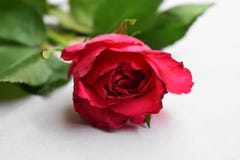 Fresh red rose flower on the white wooden shelf. White background. royalty free stock images Fresh red rose flower on the white wooden shelf. White background. royalty free stock images