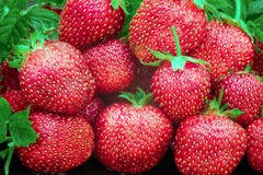 Fresh Red Strawberries Royalty Free Stock Image