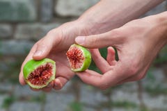 Fresh ripe green figs stock photography Fresh ripe green figs stock photography