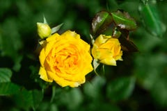Fresh rose plant with yellow flowers in green garden Stock Photos Fresh rose plant with yellow flowers in green garden Stock Photos