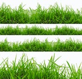 Fresh spring green grass panorama isolated on white background.