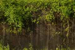 Fresh spring green leaf plant over wood fence background. stock images Fresh spring green leaf plant over wood fence background. stock images