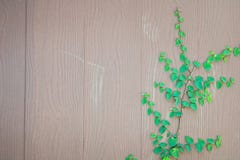 Fresh spring green grass and leaf plant over wood fence background royalty free stock photos Fresh spring green grass and leaf plant over wood fence background royalty free stock photos