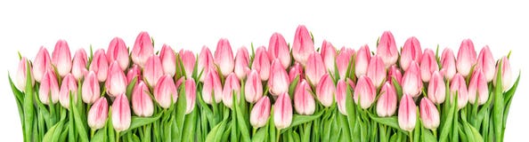 Fresh spring tulip flowers banner Floral border Bouquet Stock Photos Fresh spring tulip flowers banner Floral border Bouquet Stock Photos