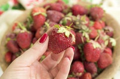 Fresh strawberries closeup. Woman holding strawberry in hands royalty free stock image Fresh strawberries closeup. Woman holding strawberry in hands royalty free stock image