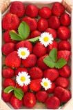Fresh strawberries with daisy flowers Stock Images Fresh strawberries with daisy flowers Stock Images