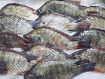 Fresh Tilapia fish on ice at the supermarket royalty free stock images Fresh Tilapia fish on ice at the supermarket royalty free stock images
