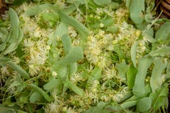 Fresh Tilia flowers in a basket Royalty Free Stock Photos Fresh Tilia flowers in a basket Royalty Free Stock Photos