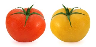 Fresh tomatoes - red and yellow Stock Photo Fresh tomatoes - red and yellow Stock Photo