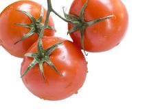 Fresh Tomatoes With Vine White Background Stock Images