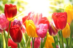 Fresh tulips in warm sunlight stock photo Fresh tulips in warm sunlight stock photo
