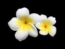 Fresh twin white frangipani is blooming together isolated on black background stock image Fresh twin white frangipani is blooming together isolated on black background stock image