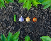 Fresh vegetables in the garden against the background of foliage royalty free stock photo Fresh vegetables in the garden against the background of foliage royalty free stock photo