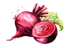 Fresh whole and half Beet root with green leaves. Watercolor hand drawn illustration, isolated on white background stock illustration Fresh whole and half Beet root with green leaves. Watercolor hand drawn illustration, isolated on white background stock illustration