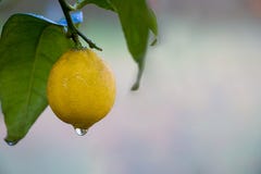 Fresh yellow lemon with leafs stock photo Fresh yellow lemon with leafs stock photo
