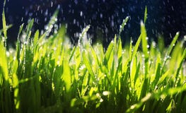 fresh green grass makes its way in the garden under the warm drops of spilling water on a Sunny day royalty free stock photo fresh green grass makes its way in the garden under the warm drops of spilling water on a Sunny day royalty free stock photo