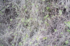 Fresh young leaves in macro. Thin branches of grapevine in a continuous layer stock image Fresh young leaves in macro. Thin branches of grapevine in a continuous layer stock image