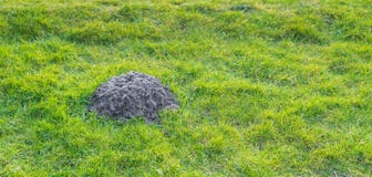 Freshly digged molehill in grass stock photos Freshly digged molehill in grass stock photos