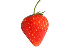 Freshness red strawberry isolated on white background royalty free stock image Freshness red strawberry isolated on white background royalty free stock image