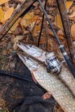 Freshwater pike fish. Two freshwater pikes fish, fishing rod wit stock image Freshwater pike fish. Two freshwater pikes fish, fishing rod wit stock image