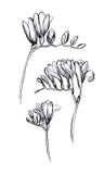 fresia Reeks bloemenelementen Hand getrokken illustratie op witte achtergrond Schetsvoering stock illustratie fresia Reeks bloemenelementen Hand getrokken illustratie op witte achtergrond Schetsvoering stock illustratie