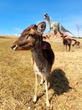 Fri-ströva omkring hjortar i dinosaurie parkera med vulkan royaltyfria foton Fri-ströva omkring hjortar i dinosaurie parkera med vulkan royaltyfria foton