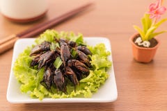 Fried insects royalty free stock photography Fried insects royalty free stock photography