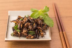 Fried insects stock photos Fried insects stock photos