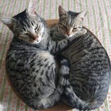 Friendship and two cats stock photos Friendship and two cats stock photos