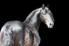 Friesisches Pferd getrennt auf schwarzem Hintergrund stockbild Friesisches Pferd getrennt auf schwarzem Hintergrund stockbild