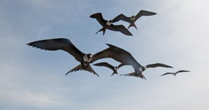 Frigate Birds Flying In Cabo San Lucas Baja California Mexico Royalty Free Stock Images Frigate Birds Flying In Cabo San Lucas Baja California Mexico Royalty Free Stock Images