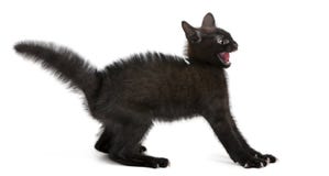 Frightened black kitten standing