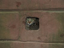 Frightened Cat Hid In The Basement Vent Stock Photo Image Of Basement Frightened 152049830