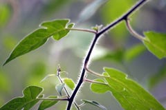 Fringe Tree stock photography Fringe Tree stock photography