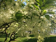 Fringetree Blossom. Stock Image