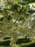 Fringetree Blossom. Royalty Free Stock Photo