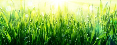 Frische des Frühlinges lizenzfreies stockbild Frische des Frühlinges lizenzfreies stockbild
