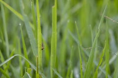 Frische grüne Reis-Blätter von Sukoharjo stockbild Frische grüne Reis-Blätter von Sukoharjo stockbild