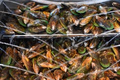 Frische grüne Shell Mussels, Havelock, Neuseeland Stockfotografie Frische grüne Shell Mussels, Havelock, Neuseeland Stockfotografie