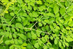 Frische Moringa lizenzfreie stockfotos Frische Moringa lizenzfreie stockfotos