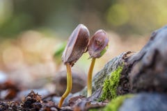 Frischer Buchenschößling im Wald, sonniger Hintergrund der Natur lizenzfreies stockfoto Frischer Buchenschößling im Wald, sonniger Hintergrund der Natur lizenzfreies stockfoto